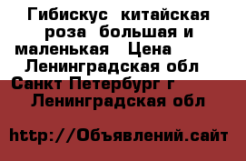 Гибискус (китайская роза) большая и маленькая › Цена ­ 500 - Ленинградская обл., Санкт-Петербург г.  »    . Ленинградская обл.